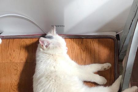 猫咪可以涂茶油吗