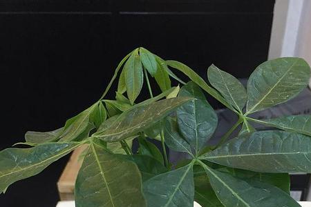 3棵发财树怎么栽好看