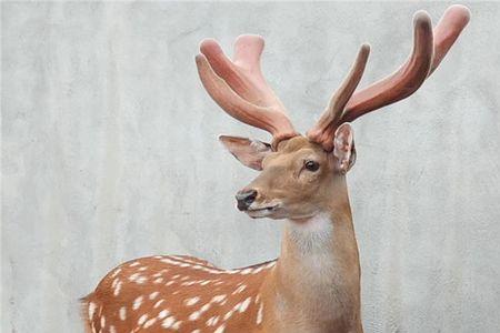 10万元能养几只梅花鹿