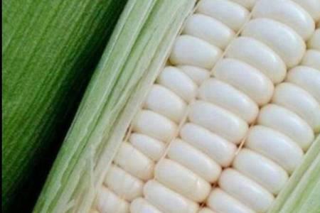 金科糯2000玉米种怎样