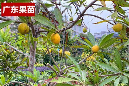 啤酒浇蛋黄果树容易结果吗