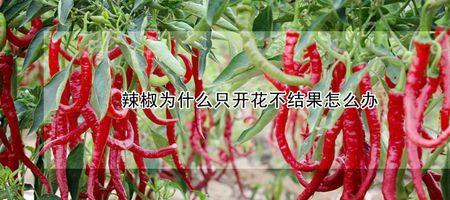 柿子椒光开花不坐果怎么办