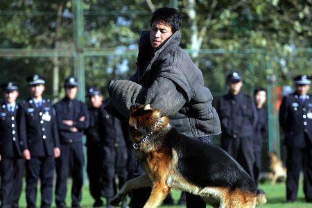 十大警犬排名