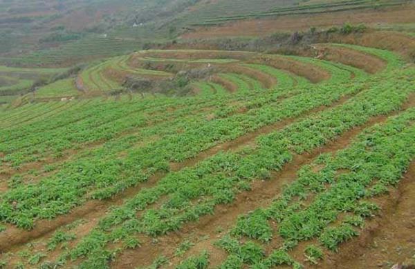 山坡旱地大香芋种植方法