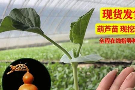 葫芦苗又细又长怎么回事