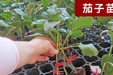 嫁接茄子苗和普通苗的区别