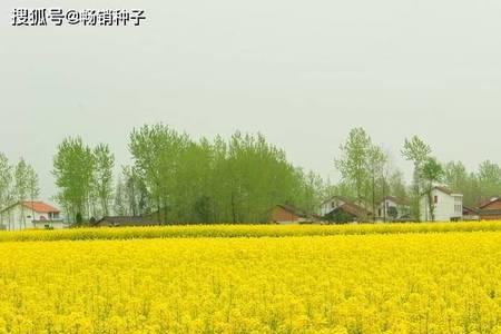 2023年最好的油菜品种