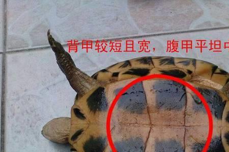 乌龟的呼吸器官是什么