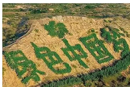 世界各国人工林面积排行