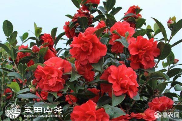 夏天栽茶花能活吗