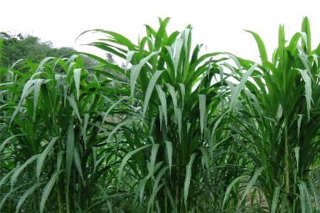 中国栽培牧草面积