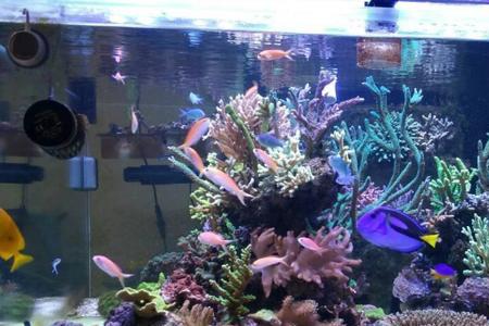 海缸水流通性不好