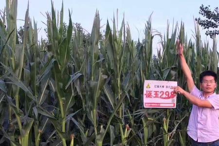 中科玉505和先玉1486玉米种哪个好