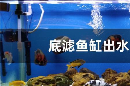 我家养的鱼总往出水口聚