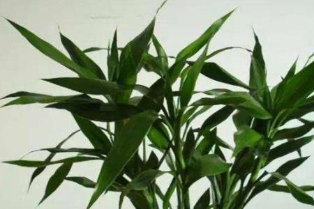 富贵竹四长一短的寓意