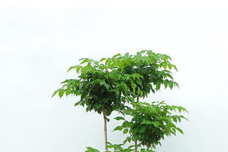 幸福树和绿宝什么季节生长最快
