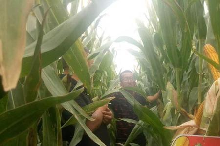 益农玉12号玉米优点与缺点