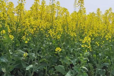 阜阳市油菜种植面积