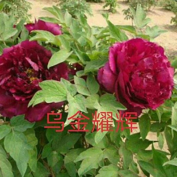 2022年乌鲁木齐种苗场能看牡丹花吗