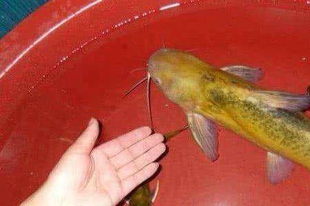 鲮鱼身上红色的是什么
