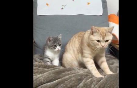 猫咪为什么咬毯子踩奶