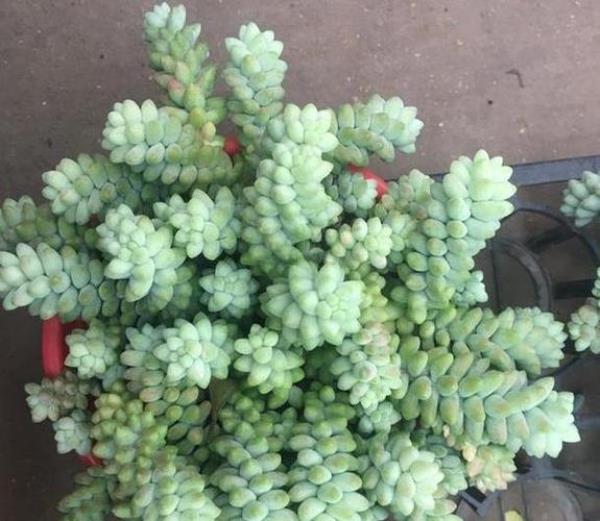 多肉玉缀的养殖方法和注意事项