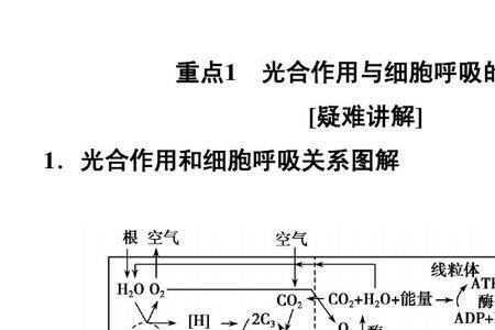 主动运输与细胞呼吸的关系