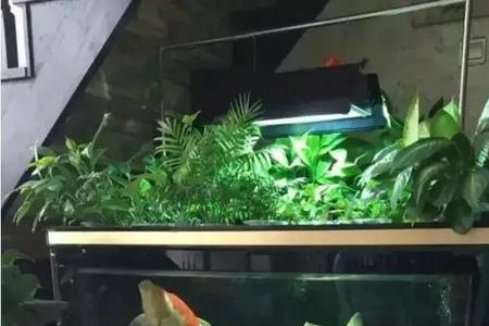 已经暂养过的锦鲤怎样合缸