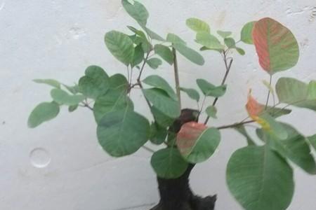 秋天黄栌下山生桩方法