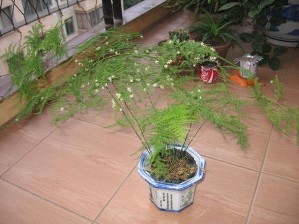 藤竹怎么修复