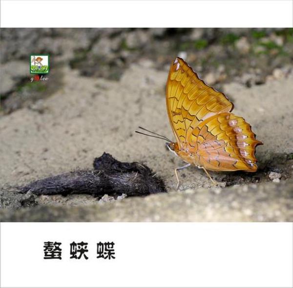 蝴蝶不吃东西怎么办