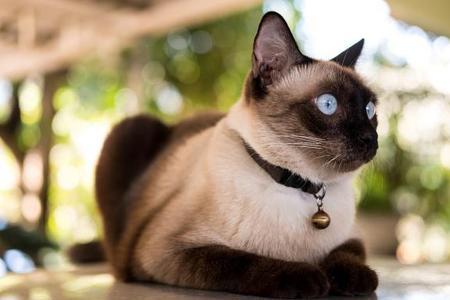 十三须花瓷猫是否存着