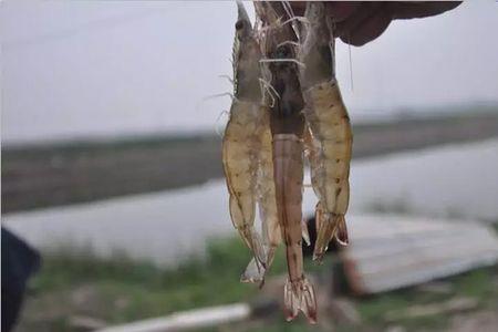 虾苗肉臭吗
