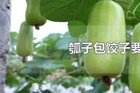 北方的瓠子瓜叫什么学名