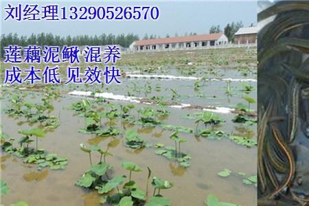 泥鳅和小鱼苗能混养吗