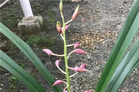 秋榜和墨兰怎么区分