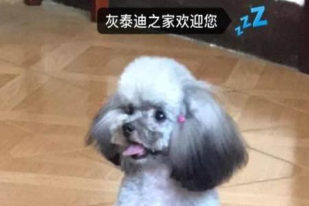 灰泰迪眼睛小还能大吗
