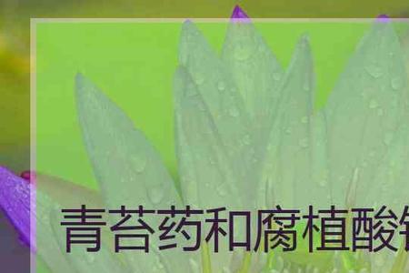 石膏粉能杀灭青苔吗