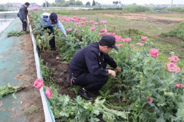 非法种植原植物属于什么行为