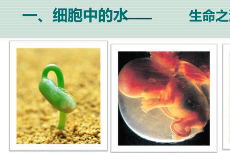 2021高一生物必修一蓝藻叫什么