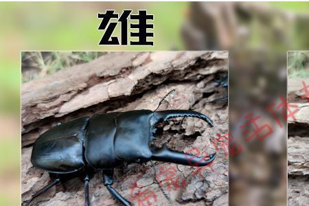 中华大扁锹可以放在手上吗