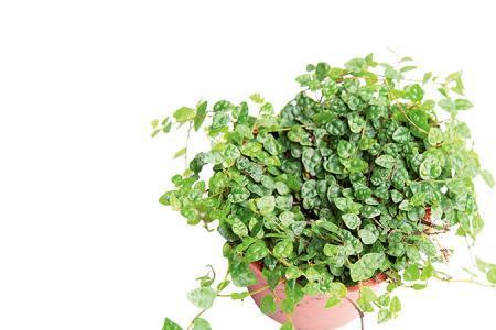 裸缸放什么植物最好