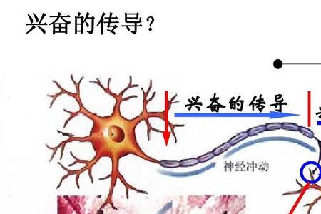 突触的两种类型。