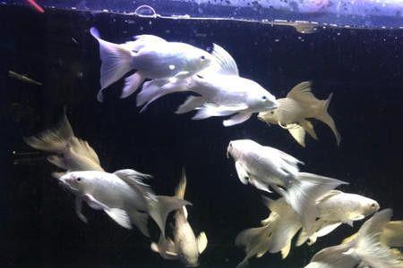 蝴蝶鲤鱼鳃发黄怎么回事
