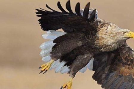 雄鹰的十句名言