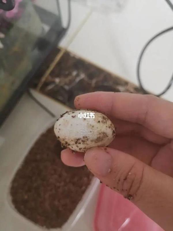 乌龟蛋有裂缝是否快出生了