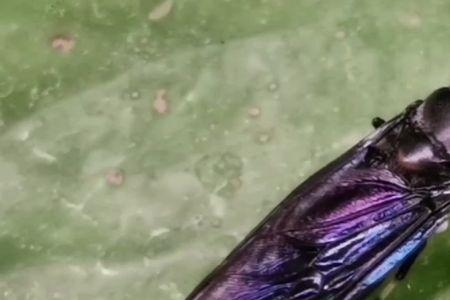 黑水虻虫可以长期喂鸭吗