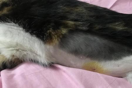 母猫绝育后还能和公猫在一起