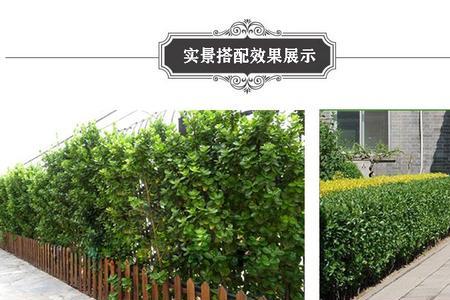 绿篱围的院子是院子吗