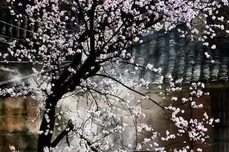 柳岸春风带客归意思